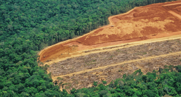 Defrisarile din Amazon